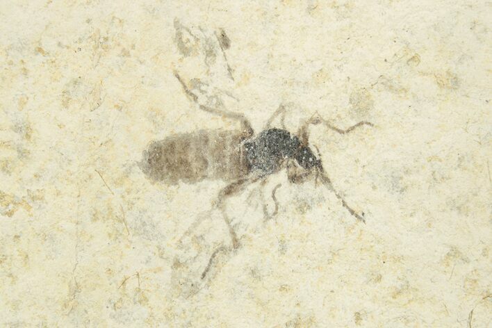 Detailed Fossil March Fly (Bibionidae) - France #254201